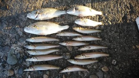 強風の播磨新島釣行