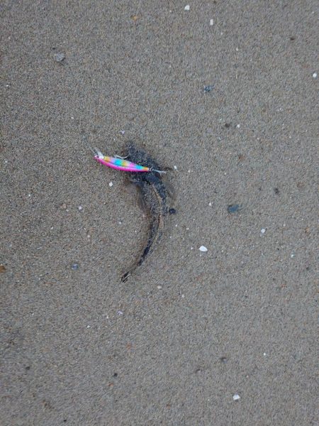 まだコチが好調