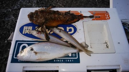 キスのアタリが消えた播磨新島