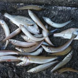 朝の時合いに釣行出来ました