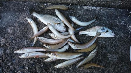 朝の時合いに釣行出来ました