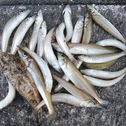 早朝から出撃しました