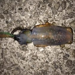 流れの中のエギング