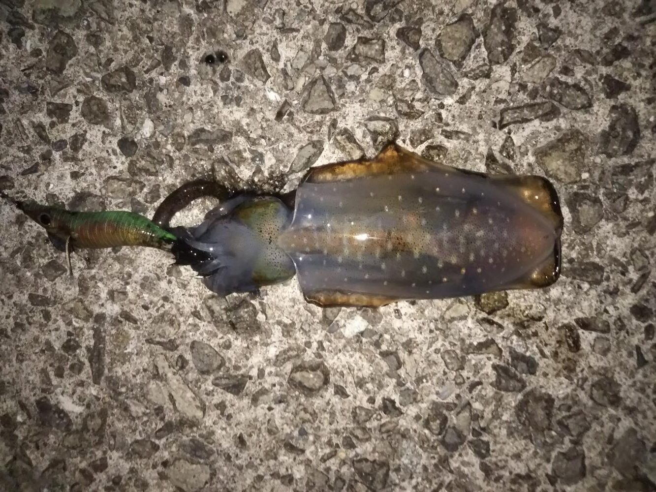 流れの中のエギング