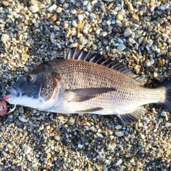 ライトタックルでチヌ