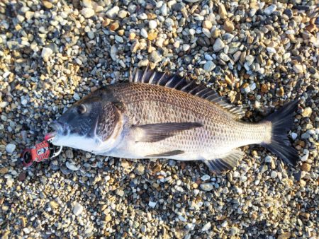 ライトタックルでチヌ