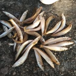 播磨新島３連投