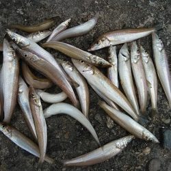 良型キスのアタリを楽しめました