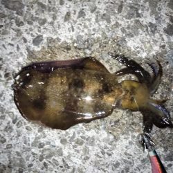 まだ小さいアオリがいます