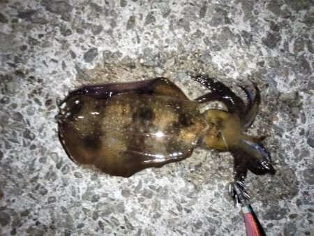 まだ小さいアオリがいます