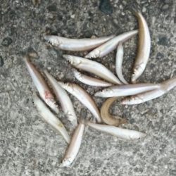 強風の播磨新島釣行