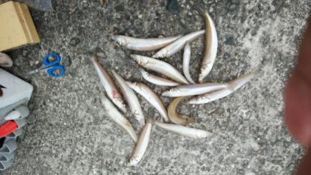 強風の播磨新島釣行