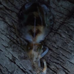 本命　ヒラマサは撃沈