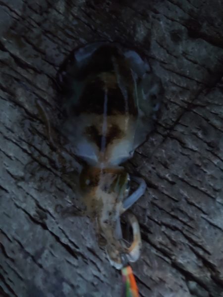 本命　ヒラマサは撃沈