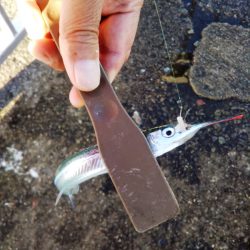 久しぶりのサヨリ釣り