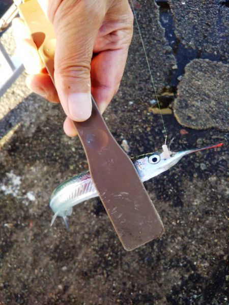 久しぶりのサヨリ釣り