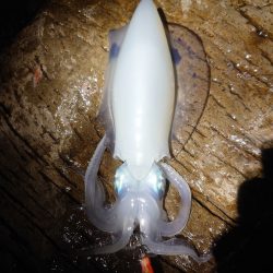 やっぱり青物は厳しい！