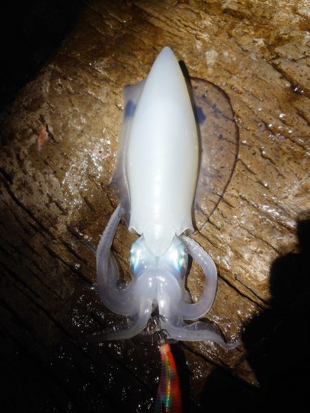 やっぱり青物は厳しい！