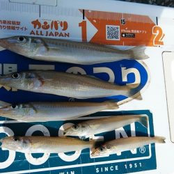 復活するか播磨新島のキス