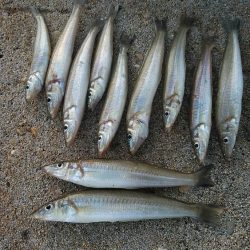 淡路の漁港４か所調査