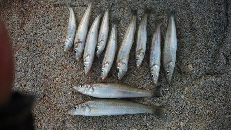 淡路の漁港４か所調査