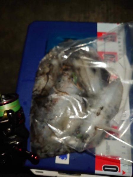 エギング良発進