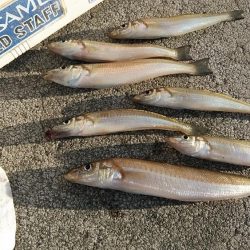 強風の東二見釣行