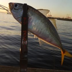 アジ釣り