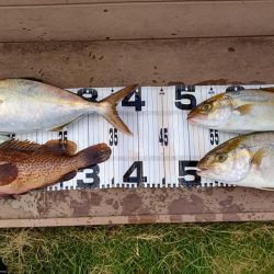 いい感じのシオ