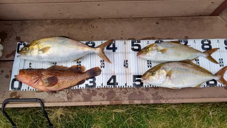 いい感じのシオ