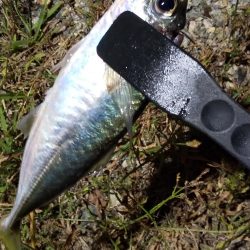 小島~深日までの移動で中アジ拾い釣り。