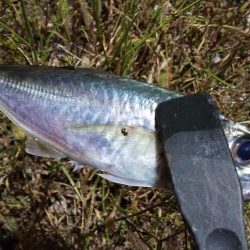 フロートリグのロングリーダー