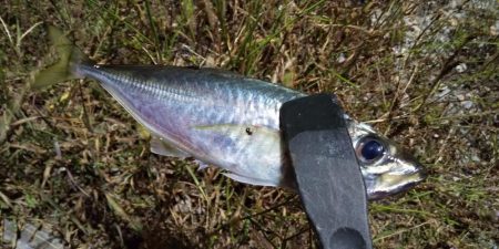 フロートリグのロングリーダー