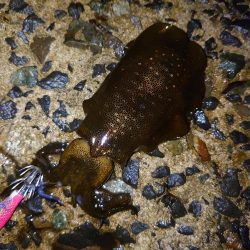 アオリイカ好調です