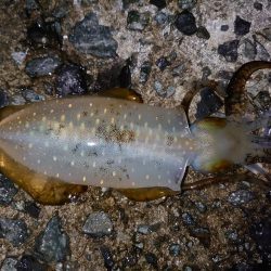 アオリイカ、厳しめに
