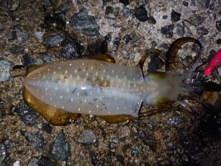 アオリイカ、厳しめに