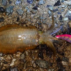 雨降る前にイカ狙い