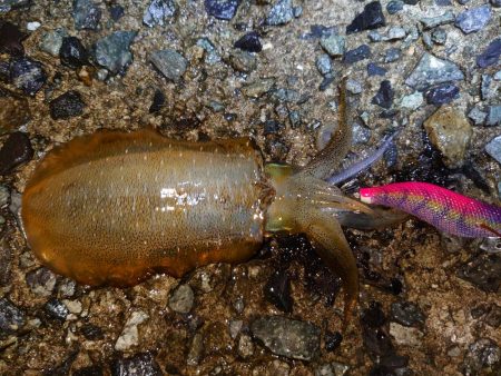 雨降る前にイカ狙い
