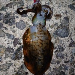 数は出てもサイズは出ず