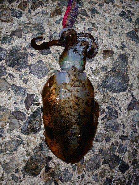 数は出てもサイズは出ず