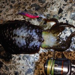 今シーズン最高のアオリイカエギング