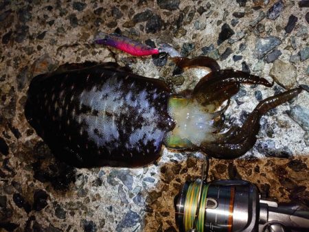 今シーズン最高のアオリイカエギング