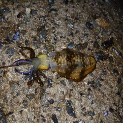 この時期にこのサイズ…？