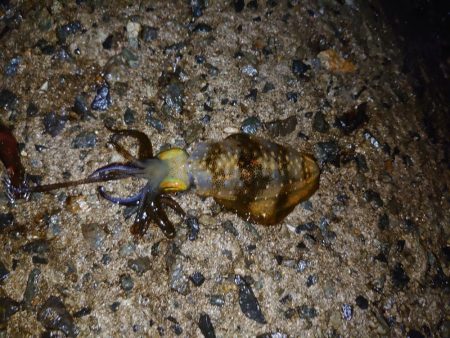 この時期にこのサイズ…？