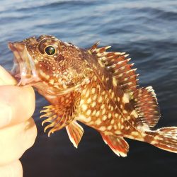 ガシラ14  サバ1