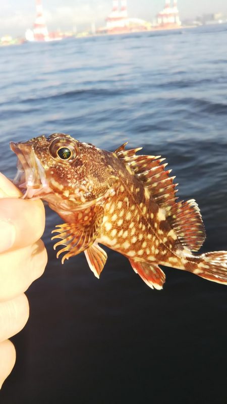 ガシラ14  サバ1