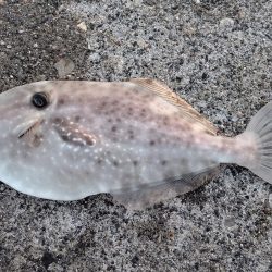 初魚種！ウスバハギ？