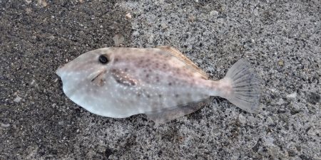 初魚種！ウスバハギ？