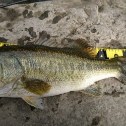 雨上がりの2時間釣行
