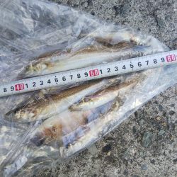 苅屋海岸のキス釣り